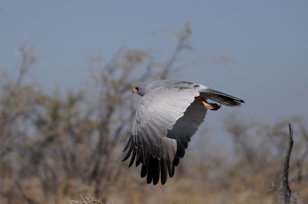 Autour chanteur Pale chanting goshawk Melierax canorus